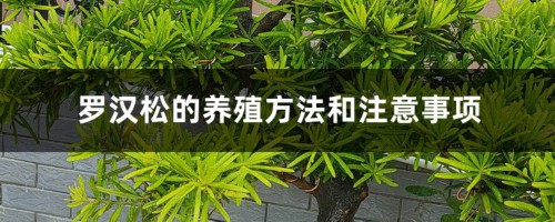 罗汉松的养殖方法和注意事项