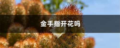 金手指开花吗