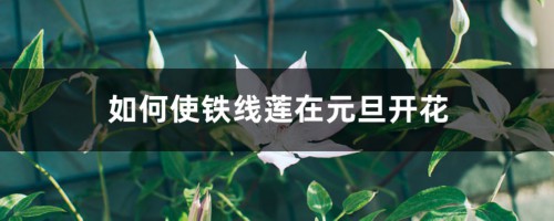 如何使铁线莲在元旦开花