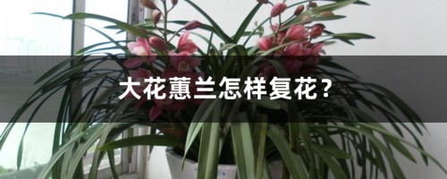 大花蕙兰怎样复花？