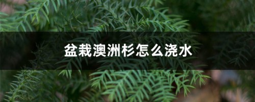 盆栽澳洲杉怎么浇水