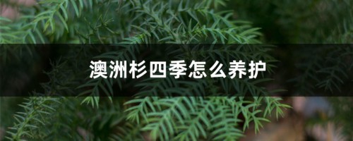 澳洲杉四季怎么养护