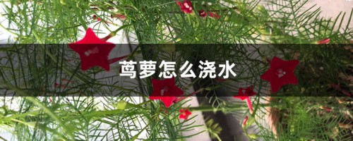 茑萝怎么浇水