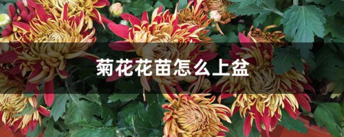 菊花花苗怎么上盆