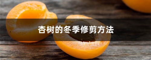 杏树的冬季修剪方法