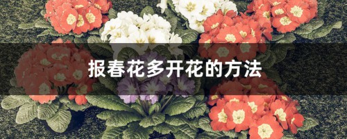 报春花多开花的方法