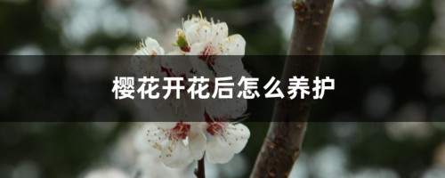 樱花开花后怎么养护