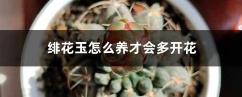 绯花玉怎么养才会多开花