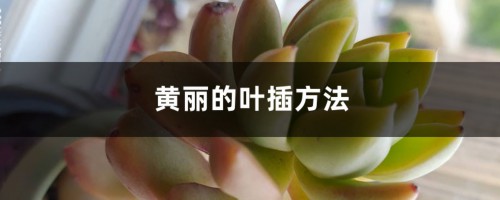 黄丽的叶插方法