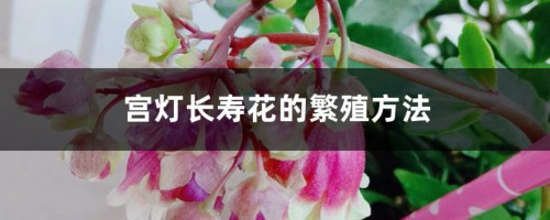 宫灯长寿花的繁殖方法