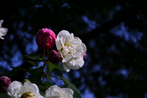 木芙蓉花欣赏